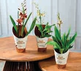 Orchidée en promo chez Super U Orchidée dans le catalogue Super U