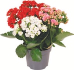 Kalanchoe Trio bei Netto mit dem Scottie im Pirna Prospekt für 2,79 €