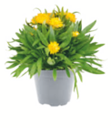 Strohblume Angebot im toom Baumarkt Prospekt Strohblume im toom Baumarkt Prospekt zum Preis von 5,99 €