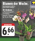Aktuelles Orchideen Phalaenopsis Angebot bei EDEKA in Essen ab 6,66 €