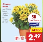 Chrysantheme Angebote bei Netto Marken-Discount Würzburg für 2,49 €