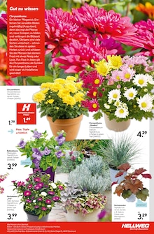 Blumen im Hellweg Prospekt "Die Profi-Baumärkte" mit 20 Seiten (Berlin)