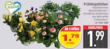 Frühlingsblüher im aktuellen EDEKA Prospekt für 1,79 €