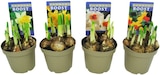 Narzissen Sondersorten Angebote von Flower Boost bei REWE Würzburg für 1,89 €