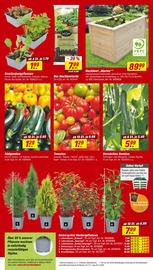 Lebensmittel im toom Baumarkt Prospekt in Cuxhaven Aktueller toom Baumarkt Prospekt mit Lebensmittel, "Respekt, wer's selber macht.", Seite 4