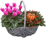 Herbstgefäß bepflanzt im Angebot bei REWE in Falkensee Herbstgefäß bepflanzt Angebote bei REWE Falkensee für 9,99 €