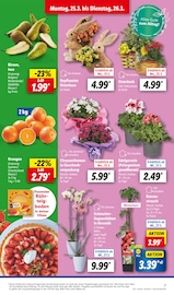 Ähnliche Angebote wie Sonnenblume im Prospekt "LIDL LOHNT SICH" auf Seite 7 von Lidl in Oldenburg
