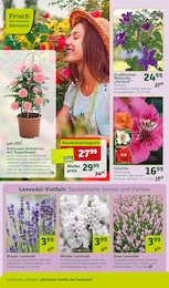 Lavendel im Pflanzen Kölle Prospekt "Genuss im Frühlingsgarten!" auf Seite 4