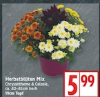 Herbstblüten Mix bei EDEKA im Hennigsdorf Prospekt für 5,99 €
