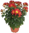 Chrysanthème américain unicolore - Lidl à Rueil-Malmaison Chrysanthème américain unicolore en promo chez Lidl Rueil-Malmaison à 6,99 €