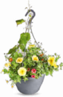 Aktuelle Blumentopf Angebote bei Netto Marken-Discount in Essen Aktuelles Bepflanzte Ampelschale Angebot bei Netto Marken-Discount in Essen ab 9,99 €
