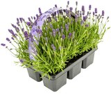 Aktuelles Lavendel »Six-Pack« Angebot bei REWE in Jena ab 5,49 €