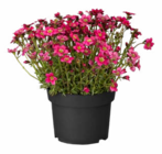 Frühjahrsstauden bei Hagebaumarkt im Prospekt "" für 2,49 €