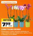 Schmetterlings-Orchidee Angebote bei OBI Heidelberg für 7,99 €