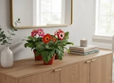Carrefour Calais - Promo Gerbera Promo Gerbera à 2,49 € dans le catalogue Carrefour à Calais