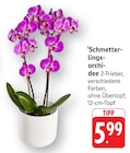 EDEKA Mainaschaff - Schmetterlingsorchidee Angebot im Prospekt Schmetterlingsorchidee bei EDEKA im Mainaschaff Prospekt für 5,99 €