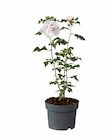 Hibiscus de jardin - Lidl Hibiscus de jardin à 6,49 € dans le catalogue Lidl