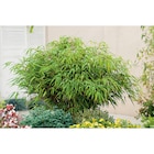 Bambou Fargesia "Rufa" - Carrefour à Strasbourg Bambou Fargesia "Rufa" en promo chez Carrefour Strasbourg à 11,99 €