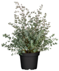 Eukalyptus bei Hagebaumarkt im Steinhagen Prospekt für 7,99 €