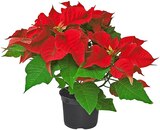 Aktuelle Pflanzen Angebote bei Penny in Aachen Aktuelles Roter Weihnachtsstern Angebot bei Penny in Aachen ab 2,49 €
