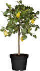 Zitronenpflanze (Citrus limon) bei Globus-Baumarkt im Achern Prospekt für 29,99 €