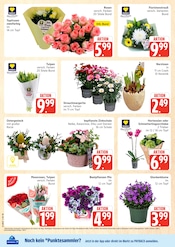 Aktueller E center Prospekt mit Blumen, "Top Angebote", Seite 10