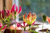 Jardiland Chambry - Promo Gloriosa Promo Gloriosa à 24,99 € dans le catalogue Jardiland à Chambry