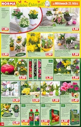 Primel Angebot im aktuellen Norma Prospekt auf Seite 14