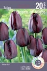 Aktuelles Tulpen 'Attraktiv' Queen of Night Angebot bei Thomas Philipps in Leipzig ab 4,99 €