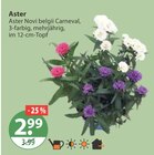 Aster Novi belgii Carneval im V-Markt Prospekt Aster Novi belgii Carneval von im aktuellen V-Markt Prospekt für 2,99 €