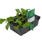 Salat bei OBI im Marburg Prospekt für 2,19 €