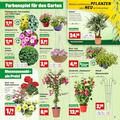 Aktueller Thomas Philipps Prospekt mit Balkonpflanzen, "Top Angebote", Seite 3