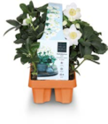 Christrose Angebote bei Netto Marken-Discount Heilbronn für 9,99 €