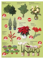 Aktueller V-Markt Prospekt mit Blumen, "V-Markt einfach besser einkaufen", Seite 20