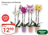 Aktuelle Zimmerpflanzen Angebote bei GLOBUS in Mannheim Aktuelles Phalaenopsis mit Übertopf Angebot bei GLOBUS in Mannheim ab 12,99 €