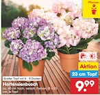 Hortensienbusch im Angebot bei Netto Marken-Discount in Velbert Hortensienbusch Angebote bei Netto Marken-Discount Velbert für 9,99 €