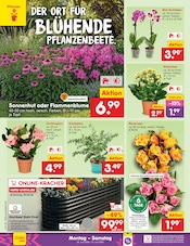 Pflanzen im Netto Marken-Discount Prospekt in Delmenhorst Aktueller Netto Marken-Discount Prospekt mit Pflanzen, "Aktuelle Angebote", Seite 36