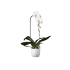 Orchidée cascade grandes fleurs en promo chez Carrefour Grenoble à 16,99 €