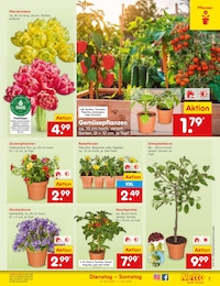 Netto Marken-Discount Blumen im Prospekt 