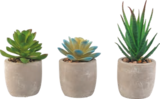 Petites plantes artificielles - HOME CREATION en promo à 4,99 € chez Aldi Petites plantes artificielles - HOME CREATION dans le catalogue Aldi