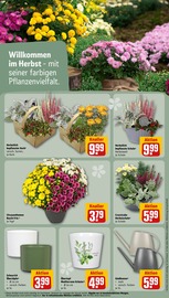 Gartengeräte im REWE Prospekt in Wetzlar Aktueller REWE Prospekt mit Gartengeräte, "Dein Markt", Seite 17
