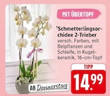 E center Göppingen - Schmetterlingsorchidee 2-Trieber Angebot im Prospekt Schmetterlingsorchidee 2-Trieber bei E center im Göppingen Prospekt für 14,99 €