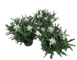 Edelweiss im Angebot bei EDEKA in Straubing Edelweiss Angebote bei EDEKA Straubing für 3,99 €