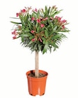 Oleander im Lidl Prospekt Oleander-Stamm XL im aktuellen Lidl Prospekt für 14,99 €