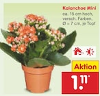 Aktuelles Kalanchoe Mini Angebot bei Netto Marken-Discount in Nürnberg ab 1,11 €