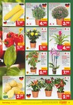 Gartenbepflanzung Gartenbepflanzung