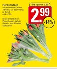 Herbsttulpen im Angebot bei WEZ in Bad Oeynhausen Herbsttulpen Angebote bei WEZ Bad Oeynhausen für 2,99 €