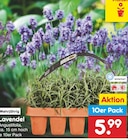 Aktuelle Lavendel Angebote bei Netto Marken-Discount in Hannover Aktuelles Lavendel Angebot bei Netto Marken-Discount in Hannover ab 5,99 €