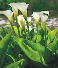 Promo Arum d'Éthiopie Zantedeschia Aethiopica à 14,99 € dans le catalogue Ma Jardinerie à Épinal