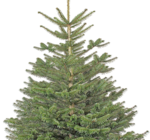 Christbaumständer im Angebot bei Thomas Philipps in Düsseldorf Christbaumständer Angebote bei Thomas Philipps Düsseldorf für 16,99 €